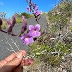 Campylanthus salsoloides Flor