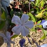 Plumbago auriculataFlower