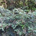 Licania incana Costuma