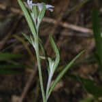 Euploca tenella Habitus