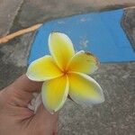 Plumeria rubra花