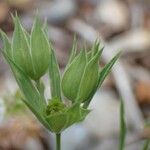 Bupleurum baldense Habit