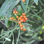 Scutia spicata Fruto