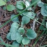 Antennaria plantaginifolia Leaf