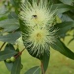 Syzygium jambos Blomma