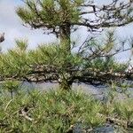 Pinus radiata Leaf
