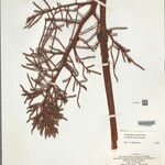 Leopoldinia pulchra Corteza