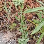 Achillea ageratum Агульны выгляд