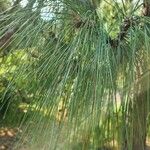 Pinus yunnanensis Levél