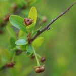 Flueggea tinctoria Fruit