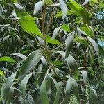 Acacia melanoxylon Blad