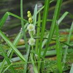 Sparganium emersum Blomma