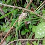 Neotinea maculata Fiore