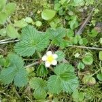 Fragaria viridisLeaf