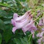 Jacaranda macrantha Flower