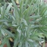 Xeranthemum annuum Fuelha