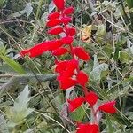 Salvia splendensDeilen