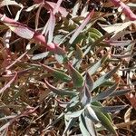 Euphorbia nevadensis List