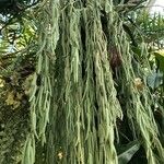 Hoya linearis Hábito