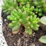 Sedum × rubrotinctum Folio