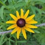 Rudbeckia fulgidaᱵᱟᱦᱟ