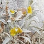 Inula verbascifolia ᱛᱟᱦᱮᱸ