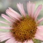 Erigeron uniflorus Агульны выгляд