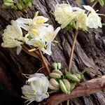 Lonicera fragrantissima Flower
