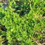 Lepidium didymum 形態