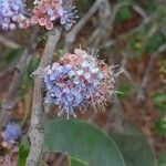 Memecylon umbellatum