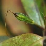 Graptophyllum macrostemon