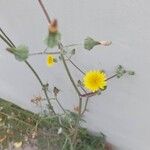 Sonchus tenerrimusFlower