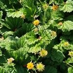 Geum coccineum Habitat