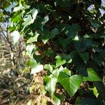 Hedera colchica Leaf