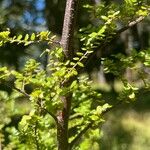 Nothofagus solandri кора