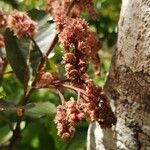 Homalium paniculatum (Lam.) Benth.Flower