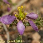 Fagonia glutinosa Annet