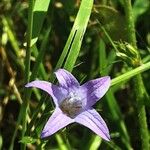 Campanula rapunculus Flor