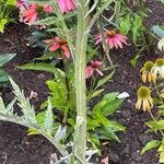 Cynara cardunculus برگ