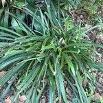 Hymenocallis caribaea Blatt