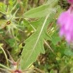 Centaurea pullata Blad