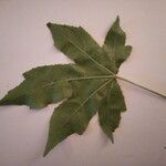 Liquidambar styraciflua Leaf