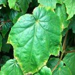 Begonia formosana Leaf