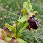 Ophrys sphegodes Цветок