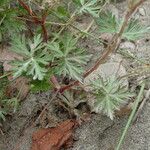 Geranium columbinum Liść