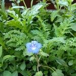 Phacelia campanularia Flor