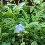 Phacelia campanularia 花