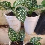 Aglaonema costatum Blatt