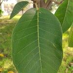 Ficus rubra Fuelha