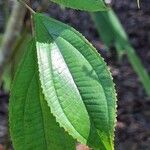 Miconia schlimii Leaf